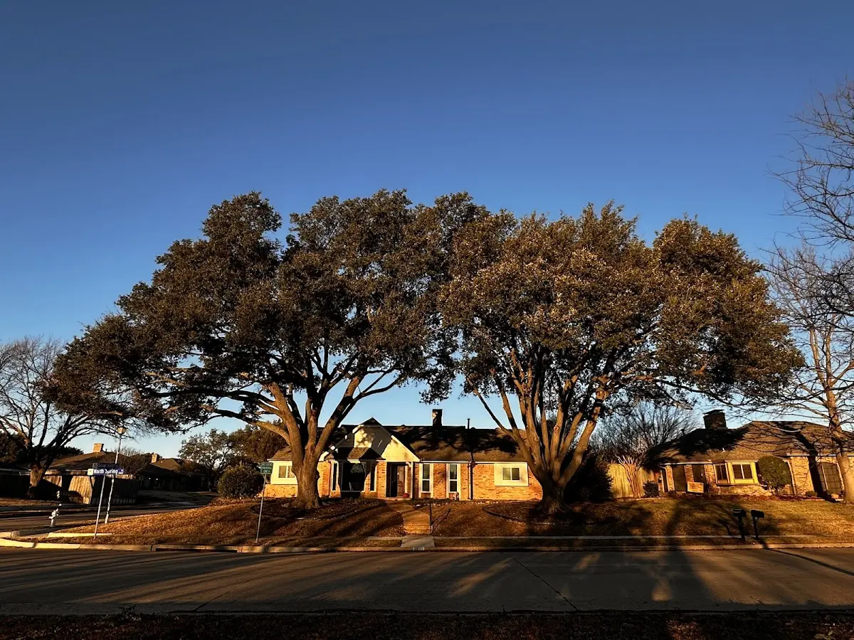 Established residential canopy tree shading a home in Laytonville