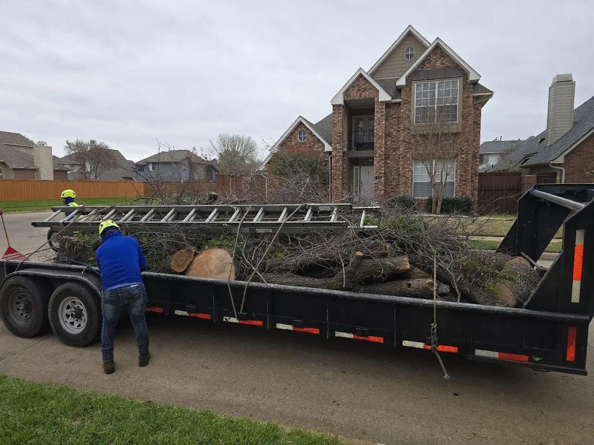 Expert Tree Pest Control with proper safety equipment in Laytonville